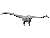 Barosaurus is a sauropod dinosaur from the Jurassic Period.