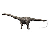 Diplodocus dinosaur, white background.