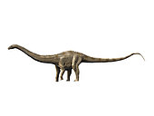 Supersaurus is a sauropod dinosaur from the Late Jurassic period.