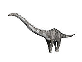 Diplodocus hallorum is a sauropod from the Late Jurassic period of New Mexico. Previously known as Seismosaurus halli.