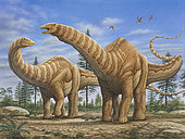 A pair of Apatosaurus dinosaurs.