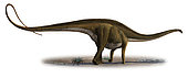 Diplodocus longus, a prehistoric era dinosaur from the Jurassic period.