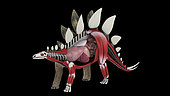 Internal anatomy of a Stegosaurus dinosaur.