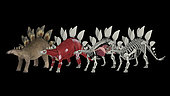 Anatomy of a Stegosaurus dinosaur.