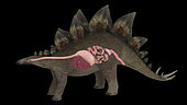 Digestive system of a Stegosaurus dinosaur.
