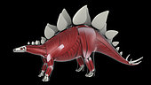 Muscular system of a Stegosaurus dinosaur, side view.