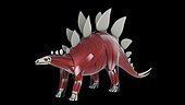 Muscular system of a Stegosaurus dinosaur, side view.