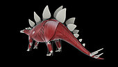 Muscular system of a Stegosaurus dinosaur.