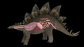 Respiratory and digestive system of a Stegosaurus dinosaur.