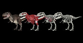 Anatomy of a Tyrannosaurus rex dinosaur.