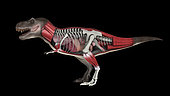 Cross section showing internal anatomy of Tyrannosaurus rex.