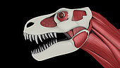 Facial muscles of Tyrannosaurus rex.