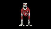 Muscular system of Tyrannosaurus rex, front view.