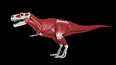Muscular system of Tyrannosaurus rex, side view.