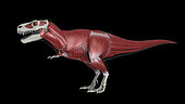 Muscular system of Tyrannosaurus rex, side view.