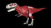 Muscular system of Tyrannosaurus rex, side view.
