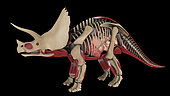 Anatomy of Triceratops dinosaur, side view.