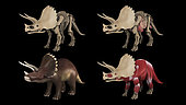 Anatomy of Triceratops dinosaur, multiple views.