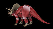 Muscular system of a Triceratops dinosaur, rear view.
