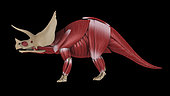 Muscular system of a Triceratops dinosaur, side view.