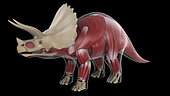 Muscular system of a Triceratops dinosaur, x-ray view.