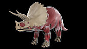 Muscular system of a Triceratops dinosaur, x-ray view.
