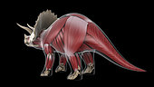 Muscular system of a Triceratops dinosaur, x-ray rear view.
