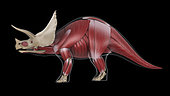 Muscular system of a Triceratops dinosaur, x-ray side view.