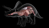 Respiratory and digestive system of a Triceratops dinosaur.