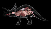 Respieratory and digestive system of a Triceratops dinosaur.