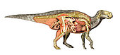 Internal anatomy of an Iguanodon dinosaur. Cross section view of the internal organs, muscles and skeleton of an Iguanodon dinosaur. side view.