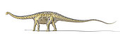 3D rendering of a Diplodocus dinosaur with full skeleton superimposed. Diplodocus was a giant herbivorous dinosaur of the late Jurassic period.