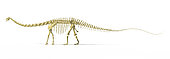 3D rendering of a Diplodocus dinosaur skeleton, side view. Diplodocus was a giant herbivorous dinosaur of the late Jurassic period.