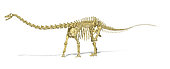 3D rendering of a Diplodocus dinosaur skeleton, side view. Diplodocus was a giant herbivorous dinosaur of the late Jurassic period.