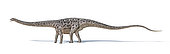 Diplodocus dinosaur on white background with drop shadow.