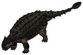 Saichania, a Mongolian ankylosaurid from the Late Cretaceous Period.