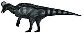 Corythosaurus, a large hadrosaurid dinosaur from the Upper Cretaceous Period.