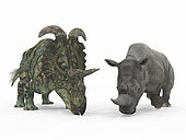 An adult Albertaceratops from 77 million years ago is compared to a modern adult White Rhinoceros (Ceratotherium simum). The Albertaceratops is 6 and a half feet tall at the shoulder (weight unknown), while the White Rhinoceros is 6 feet tall at the shoulder and weighs 7,000 pounds.