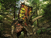 A six ton, 27 foot long Pentaceratops wonders a Cretaceous forest 75 million years ago in what is today the southwestern United States. . Like the better known Triceratops, Pentaceratops was a Ceratopsid, a large four-legged plant-eating dinosaur characterized by beaks, rows of shearing teeth in the back of the jaw, and elaborate horns and frills. While they resemble defensive shields, the frills are in fact relatively fragile, suggesting that they may have served a purpose other than protecting against a brute force attack. One possibility is that the frills were employed as visual displays in order to intimidate rivals and attract the opposite sex. While no color pigmentation has been preserved in the fossil remains of Ceratopsids, it's not unreasonable to suggest that they may have been very colorful, like many reptiles and birds today.