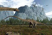 Vegetarian Diplodocus leisurely graze while several pterodactyls pass overhead 150 million years ago in what is today North America. 115 feet long and weighing over 10 tons, from the tip of tail to its diminutive head Diplodocus is the longest known dinosaur.