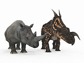 An adult Einiosaurus from 77 million years ago is compared to a modern adult White Rhinoceros (Ceratotherium simum). The Einiosaurus is 6 and a half feet tall at the shoulder and weighs 8,000 pounds, while the White Rhinoceros is 6 feet tall at the shoulder and weighs 7,000 pounds.