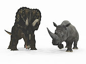 An adult Nedoceratops from 70 million years ago is compared to a modern adult White Rhinoceros (Ceratotherium simum). The Nedoceratops is a little over 8 feet tall at the shoulder and weighs 12,000 pounds, while the White Rhinoceros is 6 feet tall at the shoulder and weighs 7,000 pounds.