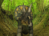 A two ton, 15 foot long Nedoceratops wanders a Cretaceous forest 70 million years ago in what is today Wyoming. Nedoceratops had two prominent horns above its eyes and a single bump above its nose. . . Like the better known Triceratops, Nedoceratops was a Ceratopsid, a family of large four-legged plant-eating dinosaurs characterized by beaks, rows of shearing teeth in the back of the jaw, and elaborate horns and frills. While they resemble defensive shields, the frills are in fact relatively fragile, suggesting that they may have served a purpose other than protecting against a brute force attack. One possibility is that the frills were employed as visual displays in order to intimidate rivals and attract the opposite sex.