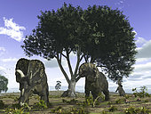 Nedoceratops (formerly known as Diceratops) graze beneath a giant Oak tree 75 million years ago in what is today Wyoming. The ground birds on the right are from the predatory genus Avisaurus. 
