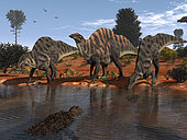 Three Ouranosaurus drink at a watering hole while a menacing Sarcosuchus floats nearby 110 million years ago in what is today Africa. The environment is moderately arid with Prickly Juniper and other hardy conifers dominating the ruddy landscape. . Ouranosaurus was a variety of Iguanodont, a group of large plant-eating dinosaurs. At about 24 feet long and 4 tons, Ouranosaurus was unusual in that its skeleton suggests it had a large hump on its back. The hump may have served as a reservoir for water and/or source of nutrition for lean times as they do for modern bison and camels. . Sarcosuchus, a distant relative of the crocodile, was one of the largest giant crocodile-like reptiles that ever lived. 30-40 feet long and weighing 8 to 10 tons, Sarcosuchus was almost twice as long as the modern saltwater crocodile. It would have been a formidable threat even to a beast as large as the Ouranosaurus.
