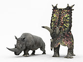 An adult Pentaceratops from 75 million years ago is compared to a modern adult White Rhinoceros (Ceratotherium simum). The Pentaceratops is 8 feet tall at the shoulder and weighs 13,000 pounds, while the White Rhinoceros is 6 feet tall at the shoulder and weighs 7,000 pounds.