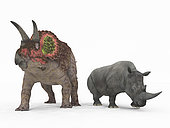 An adult Triceratops from 68 million years ago is compared to a modern adult White Rhinoceros (Ceratotherium simum). The Triceratops is nearly 10 feet tall at the shoulder and weighs 25,000 pounds, while the White Rhinoceros is 6 feet tall at the shoulder and weighs 7,000 pounds.