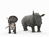 An adult Zuniceratops from 90 million years ago is compared to a modern adult White Rhinoceros (Ceratotherium simum). The Zuniceratops is 3 feet tall at the shoulder and weighs 250 pounds, while the White Rhinoceros is 6 feet tall at the shoulder and weighs 7,000 pounds.