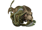 A Velociraptor mongoliensis attacks a Protoceratops andrewsi.