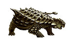 An armored Saichania ankylosaurid, white background.